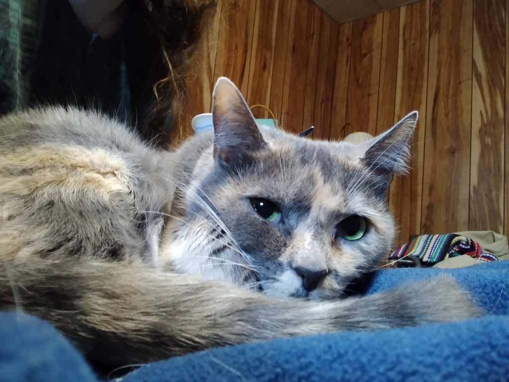 shelly gazes at you over her tail