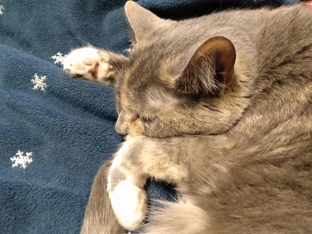 Shelly sleeps