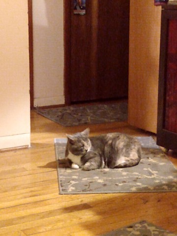 shelly doorkeeper Shelly the cat sits neatly directly in the tripping spot of the doorway
