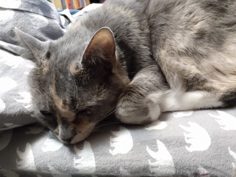 obligatory soft warm cat