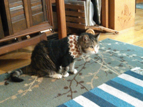 a very grumpy cat wearing a beautiful wool cat sweater