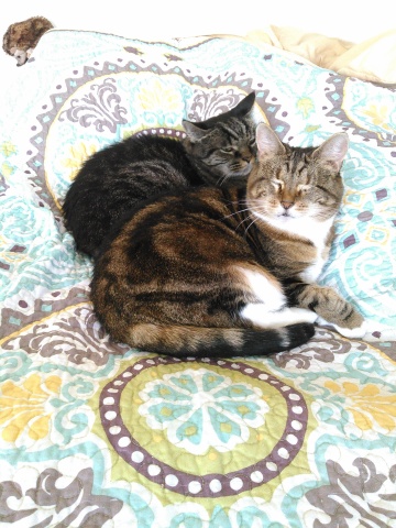 two cats snuggled on a bed