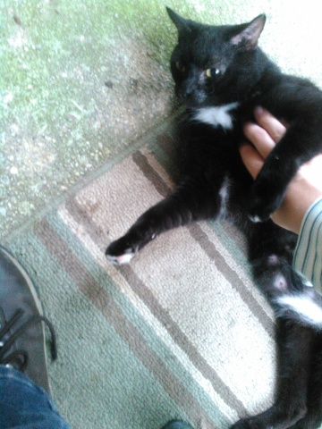 a black/tux cat getting belly rubs