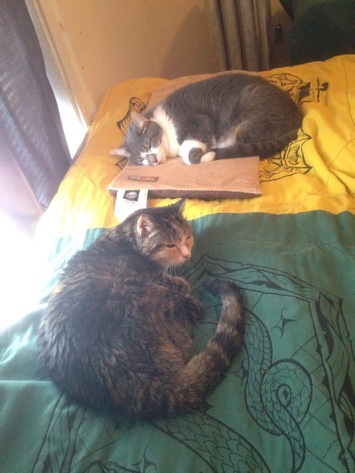 two cats, not snuggled on a bed
